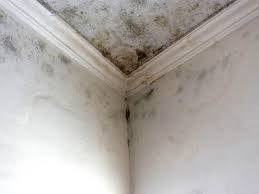 Best Mold Prevention Services in Reynoldsville, PA